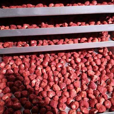 Customized Vacuum Food Freeze Dryer